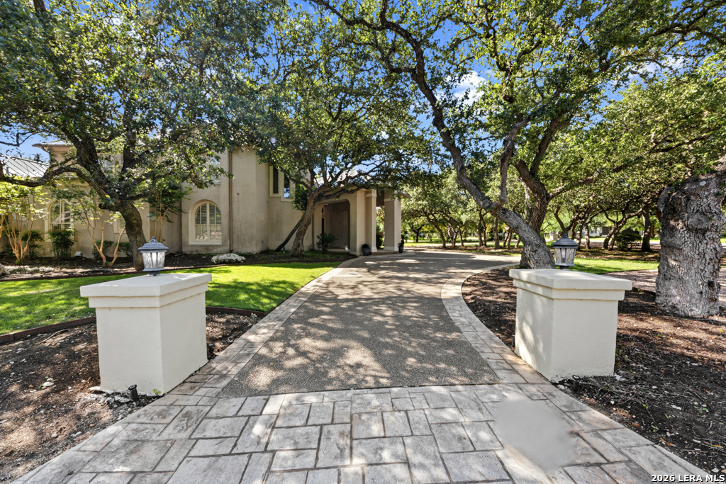 519 Blackjack Oak