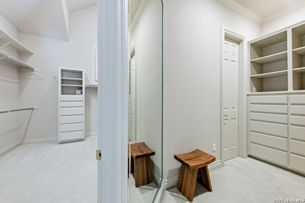 519 Blackjack Oak