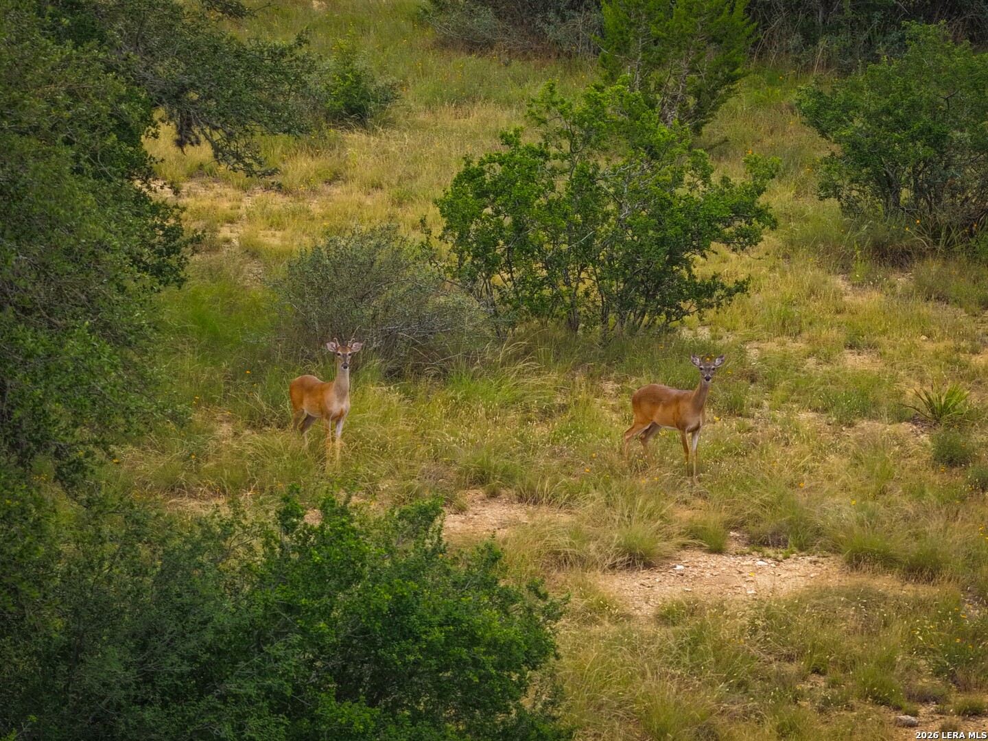 30 ACRES +/- Peaceful Valley Rd