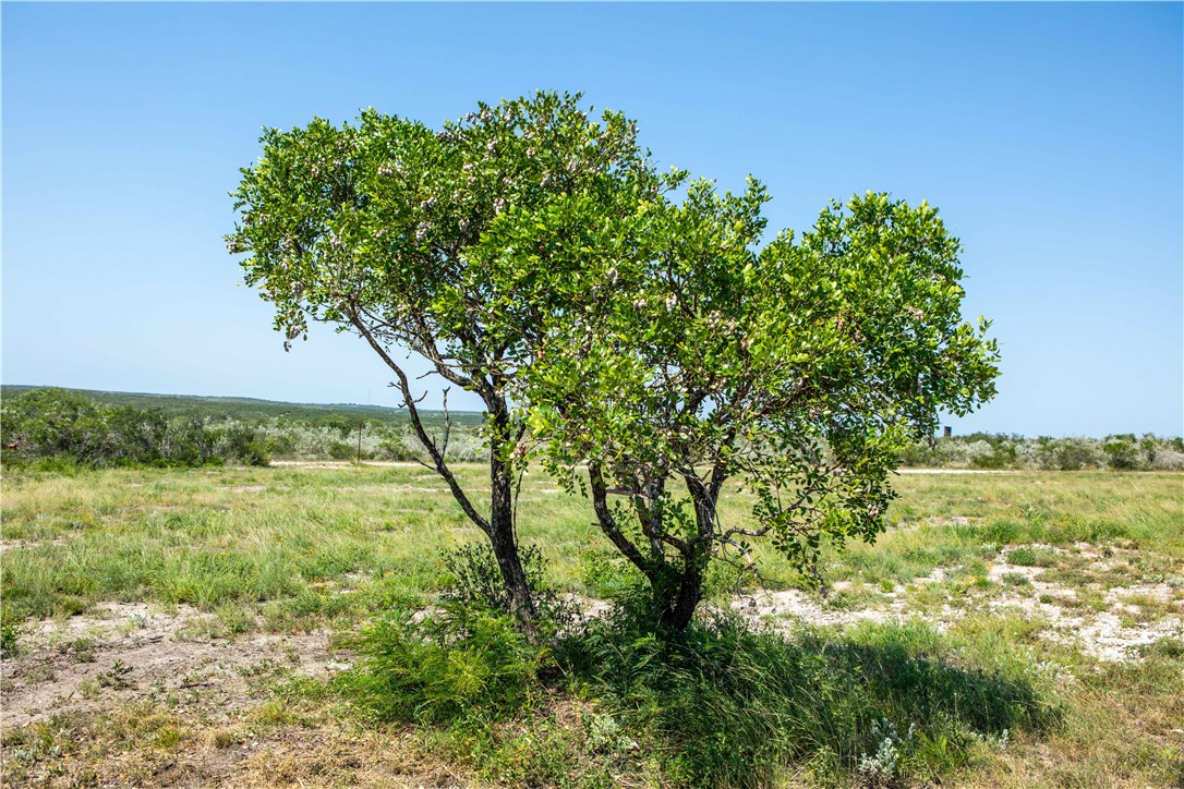 000 Live Oak Spur