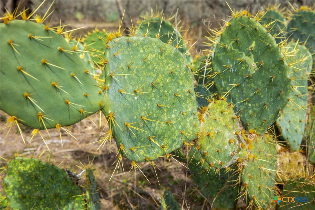 000 Mineral Cemetary