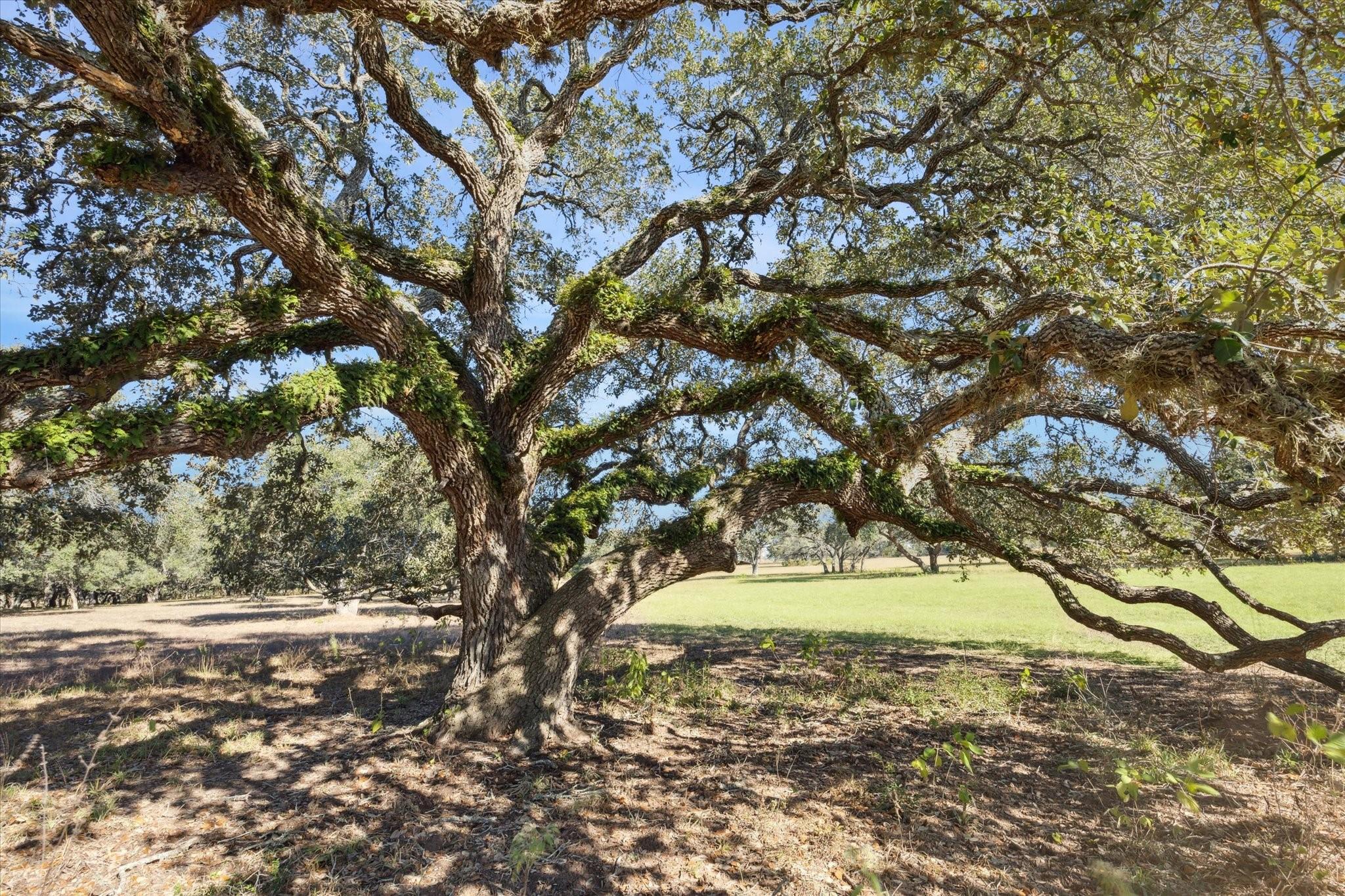 000 Koeppens Trail