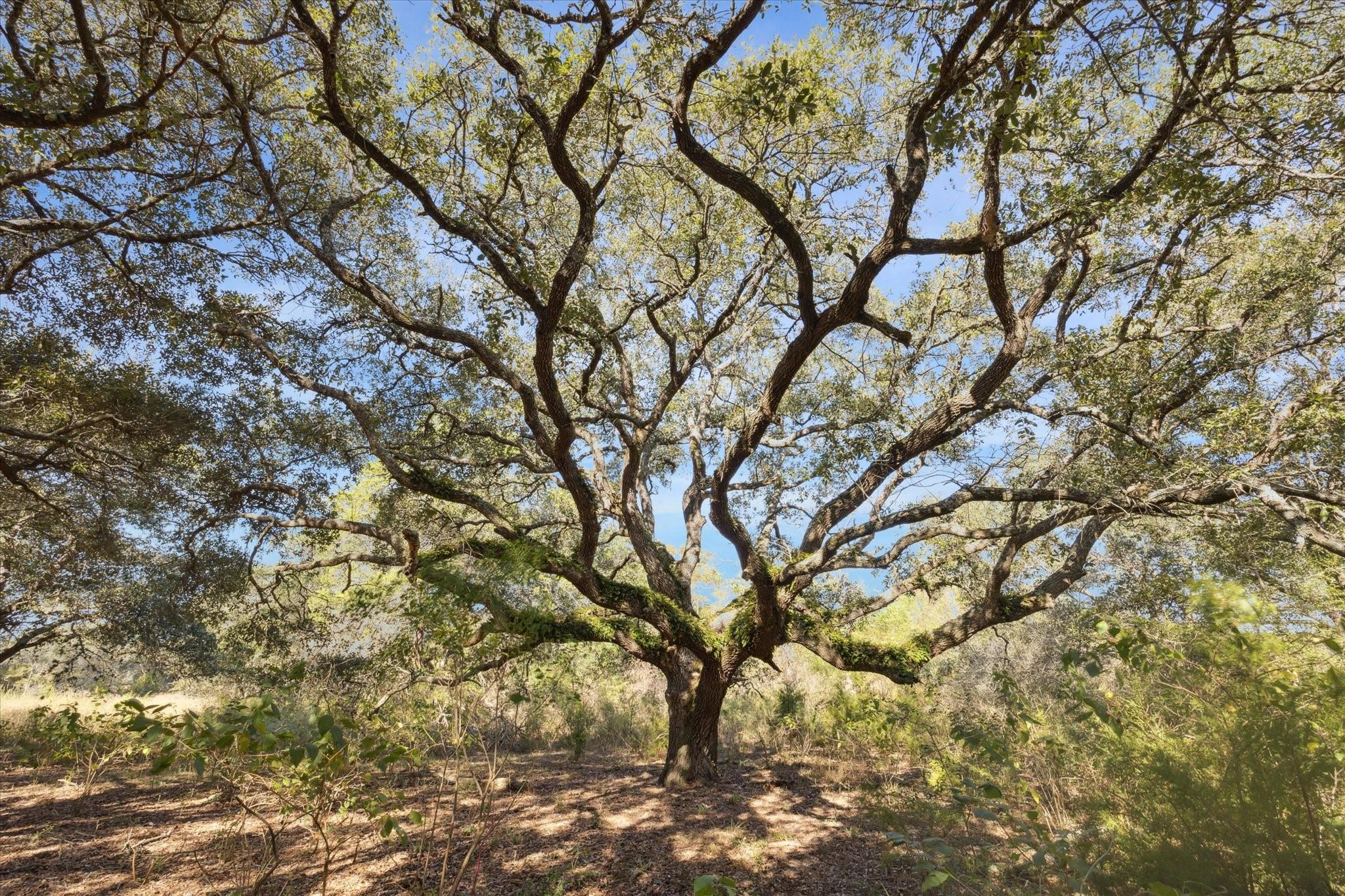000 Koeppens Trail