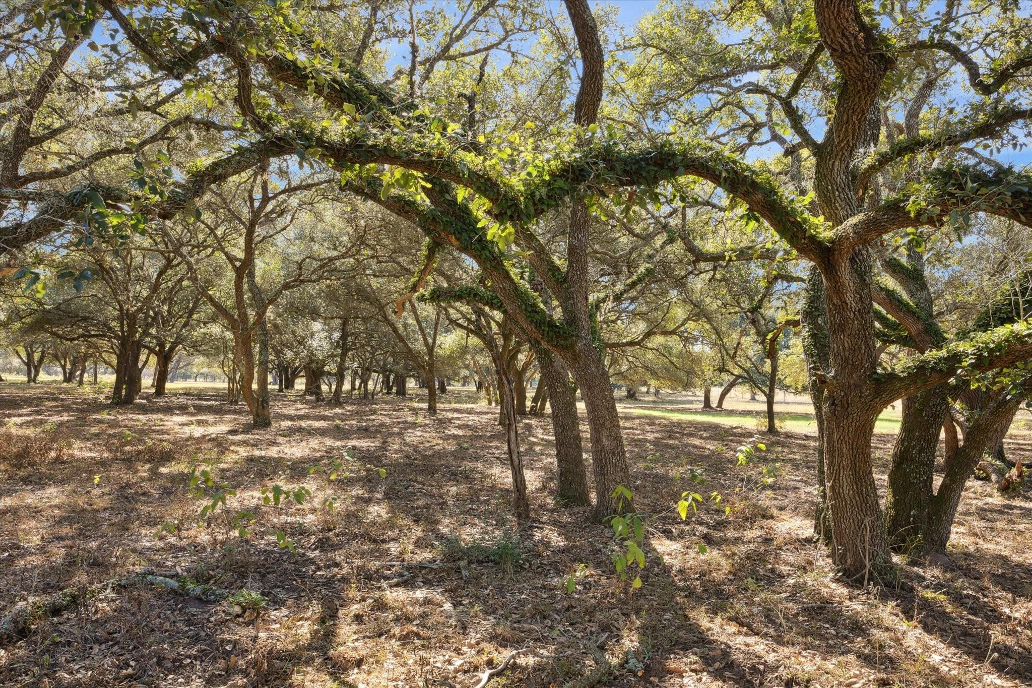 000 Koeppens Trail