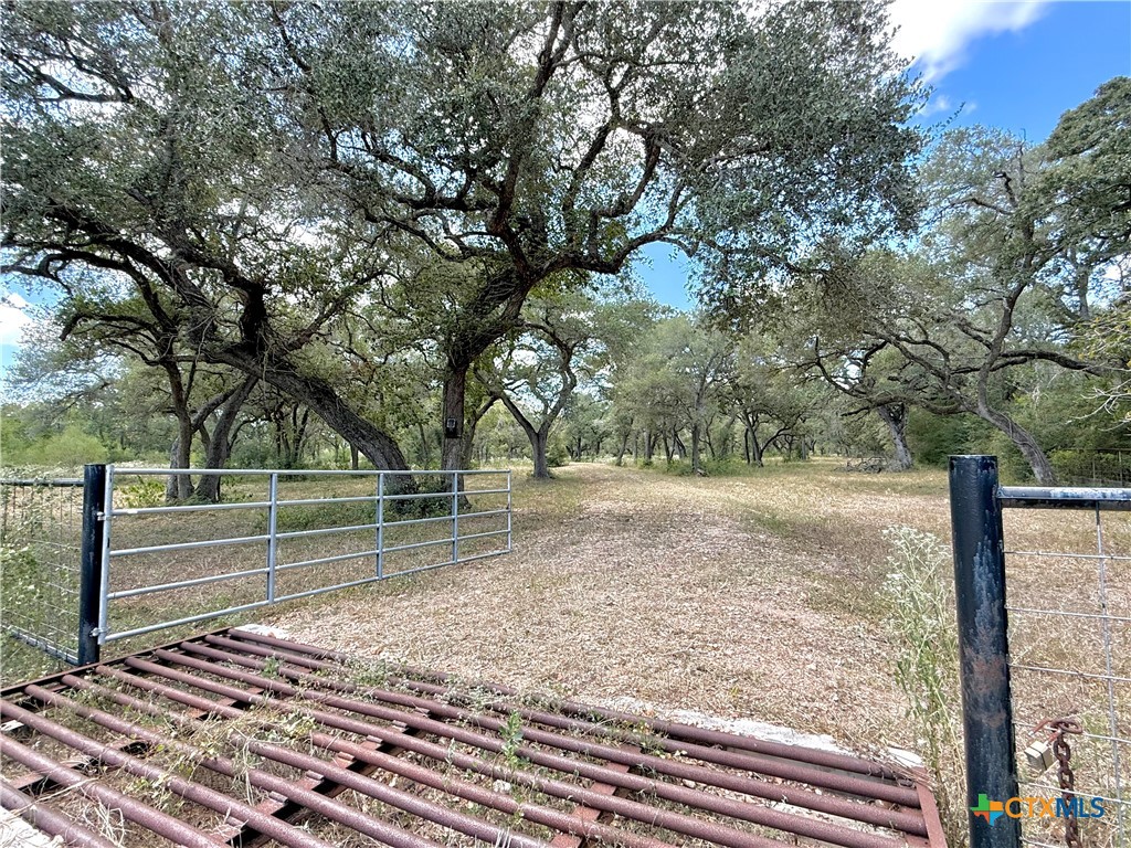 Ranch entrance with a metal gate and cattle guard beneath mature oak trees.