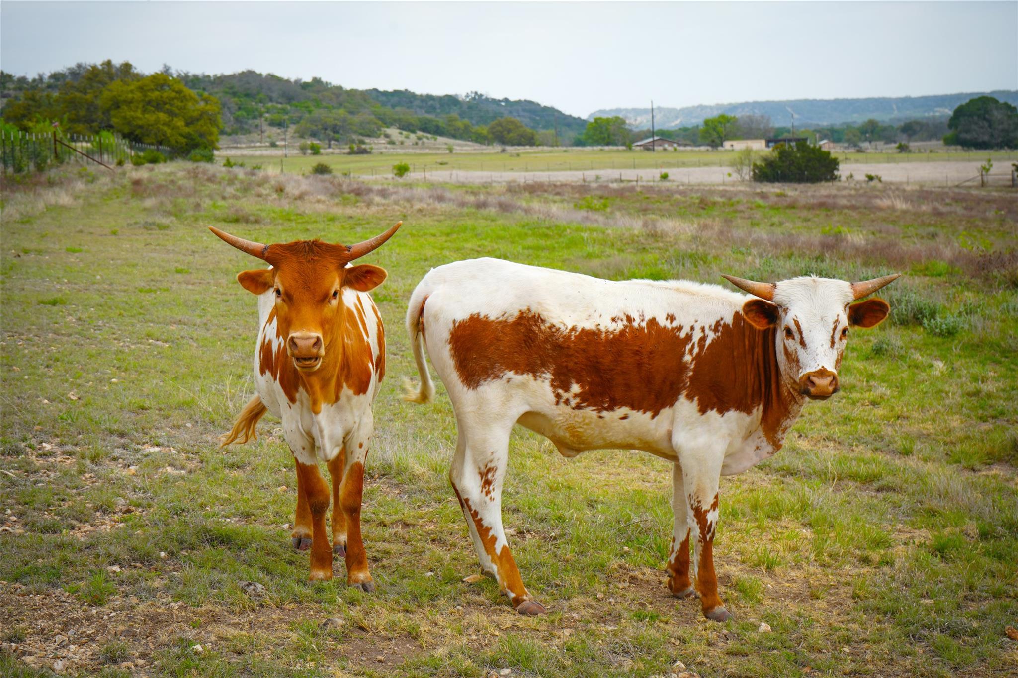 6980 Doss Spring Creek RD