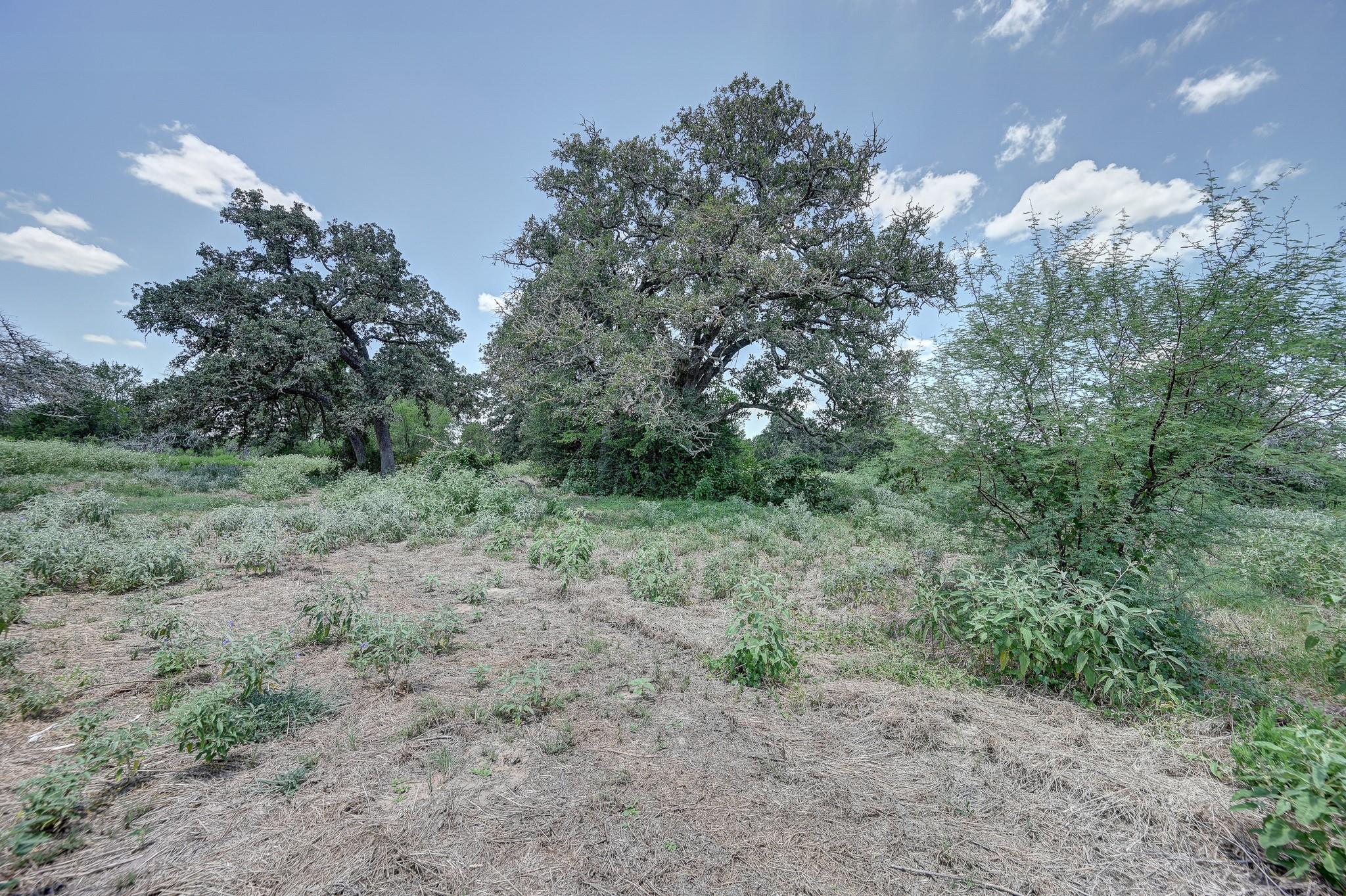 1231 County Road 131
