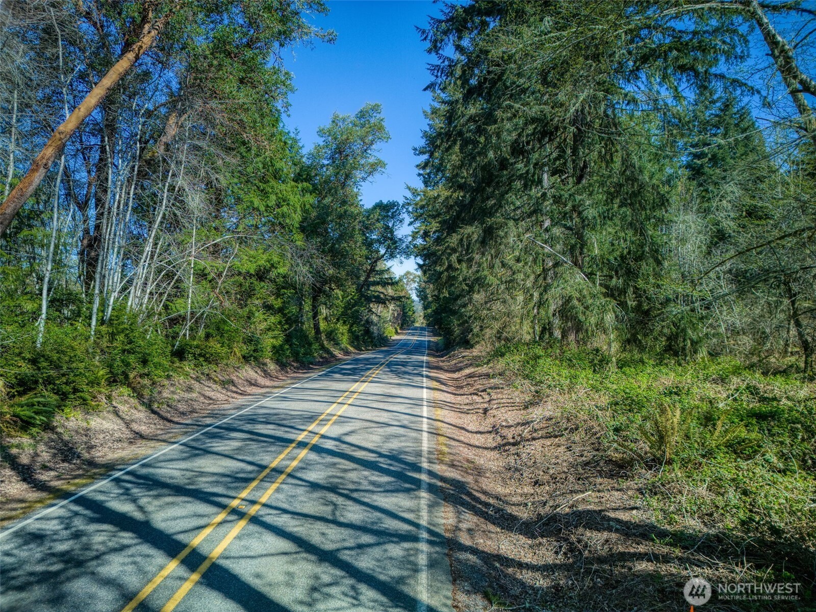 Two-lane road winding through dense trees, with sunlight and branch shadows across the pavement.