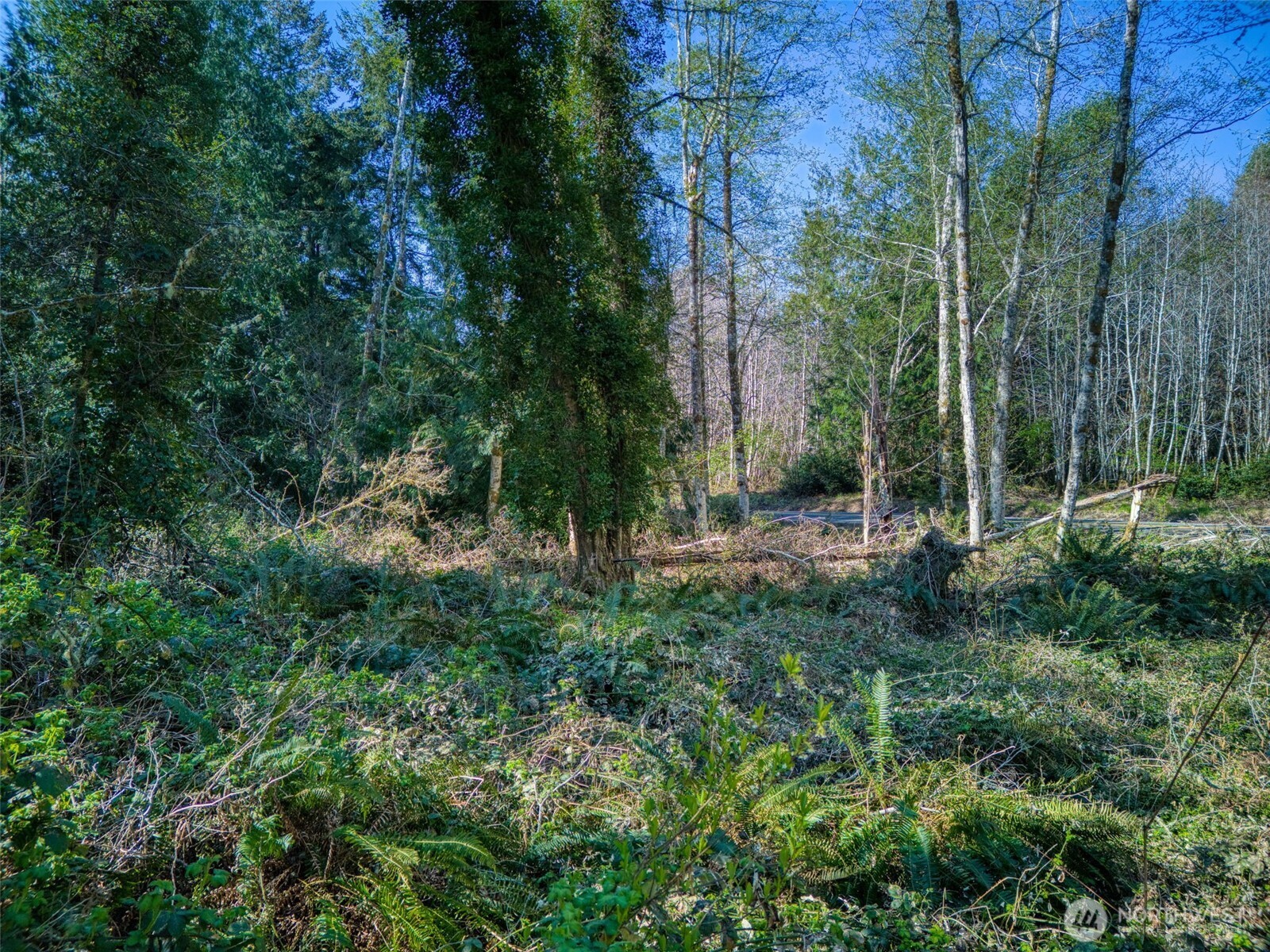 Wooded vacant lot with dense ferns and a paved road visible through the trees.