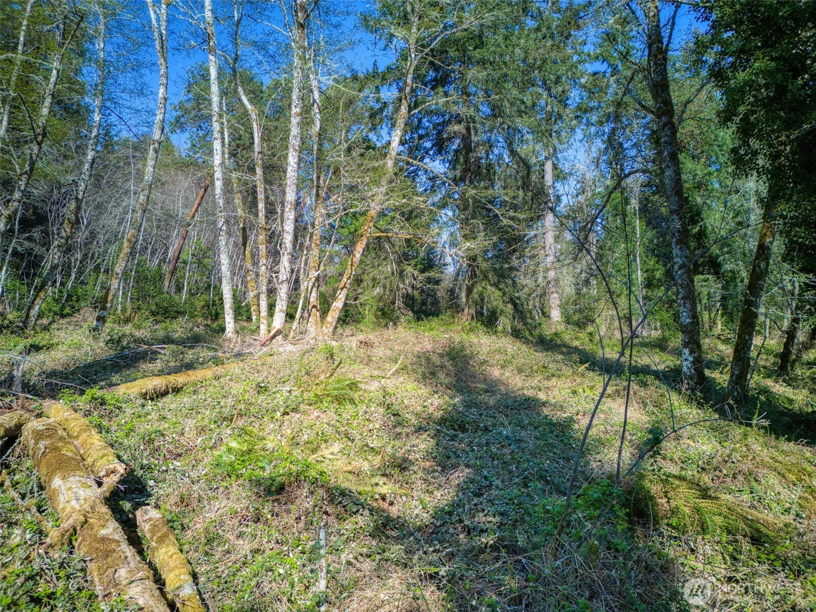 Wooded vacant lot with tall trees, thick undergrowth, and moss-covered fallen logs.