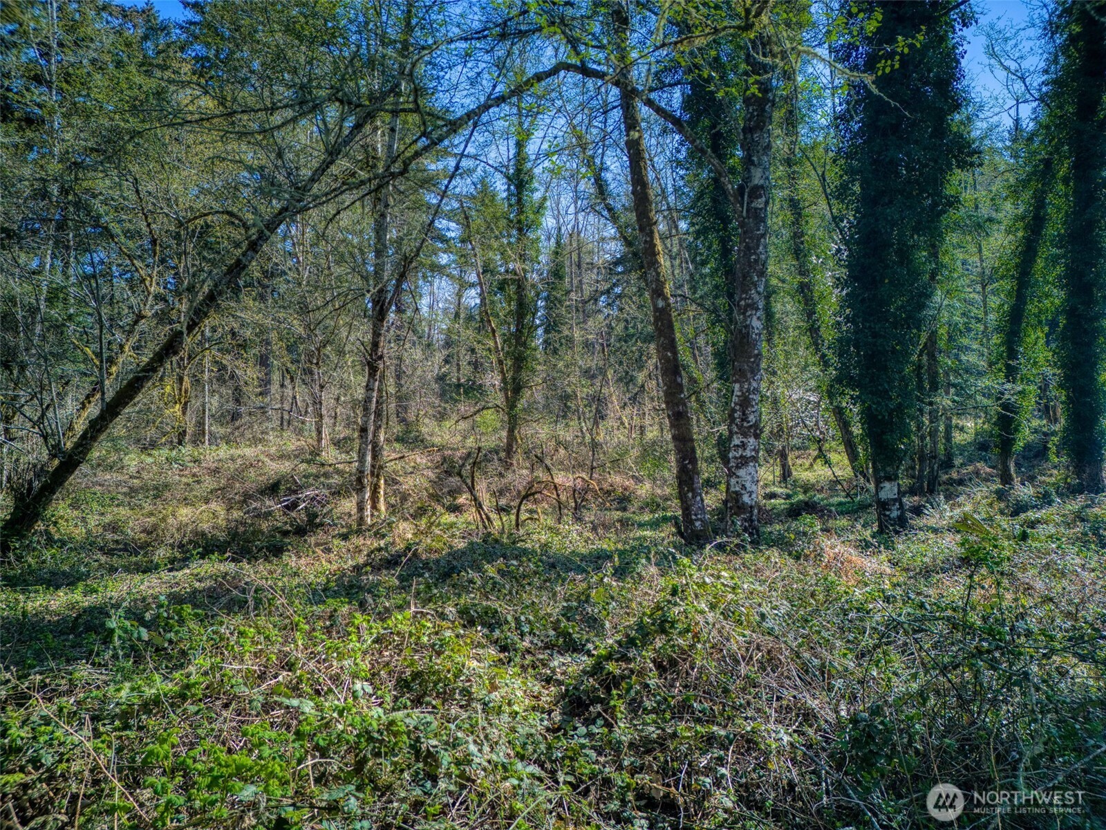 Wooded vacant land with mature trees and dense undergrowth beneath a leafy canopy.
