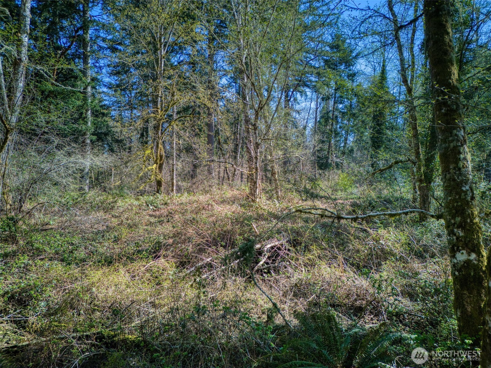Wooded land with dense trees, ferns, and brush beneath a blue sky.
