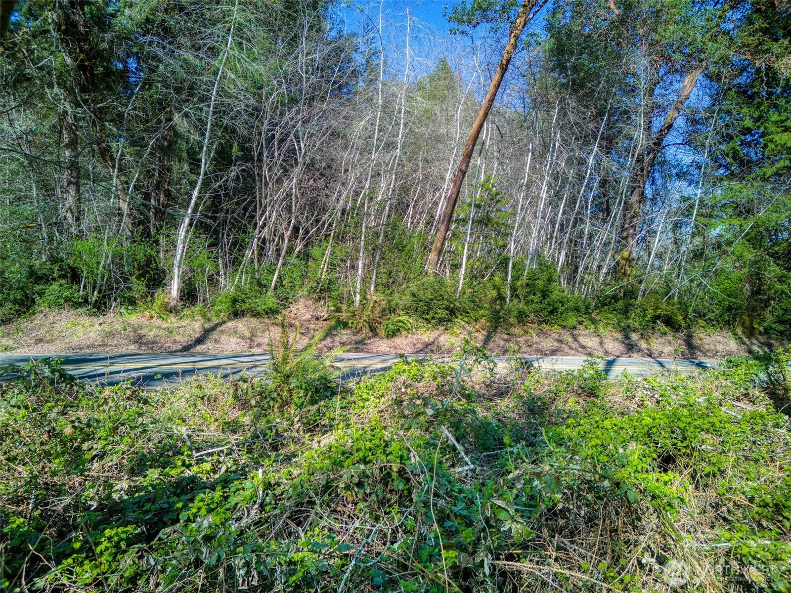 Wooded vacant land beside a narrow paved road, with dense brush and tall trees.