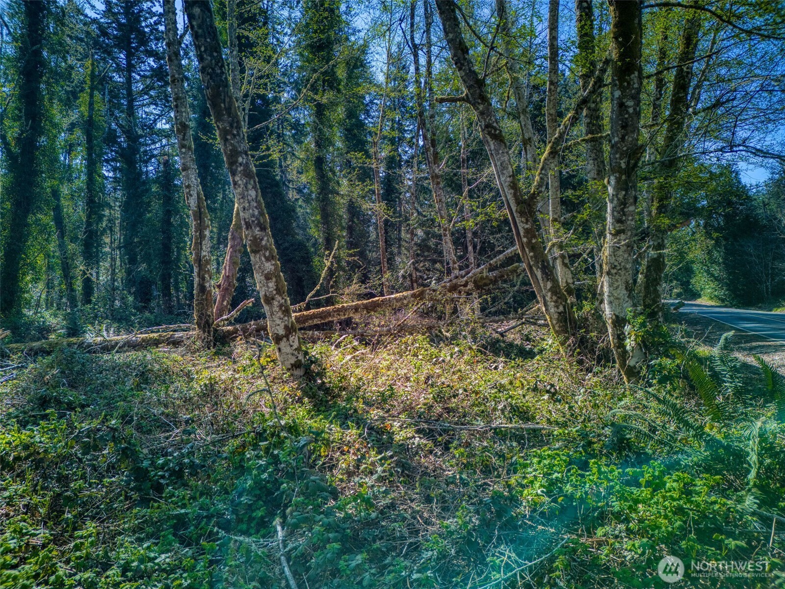 Wooded vacant land beside a paved road, with ferns and fallen logs.