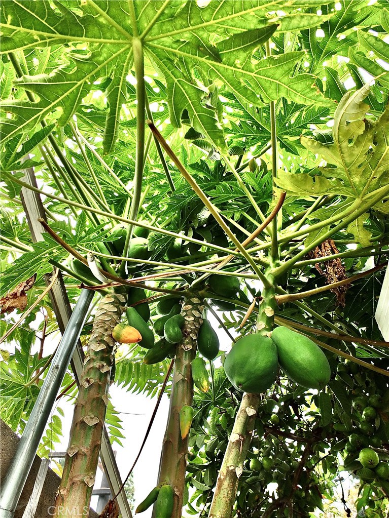 15121 Rancho Clemente