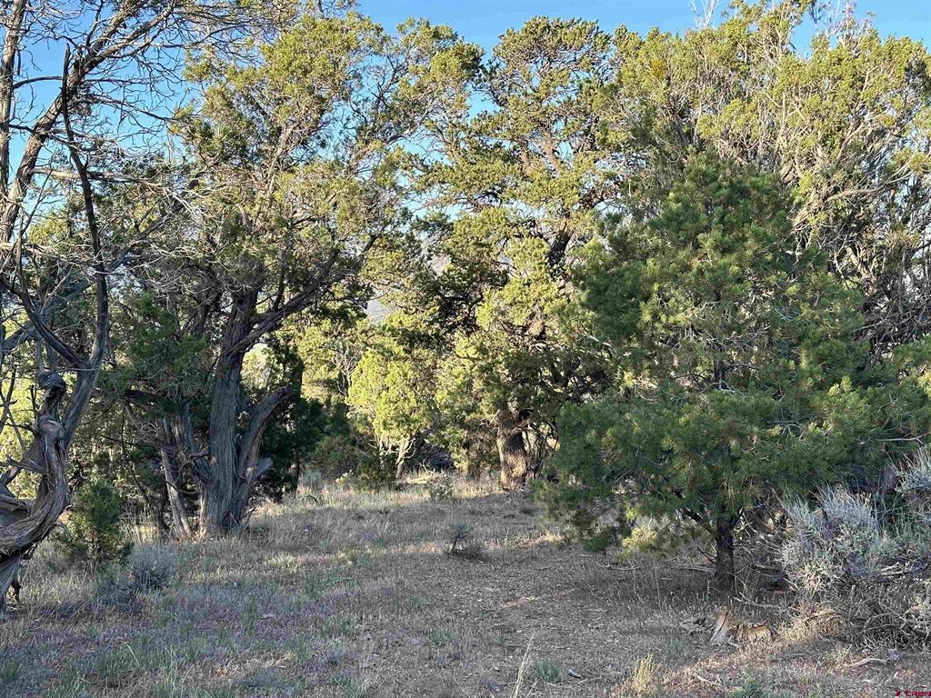 38.06 tbd Black Bear Trail