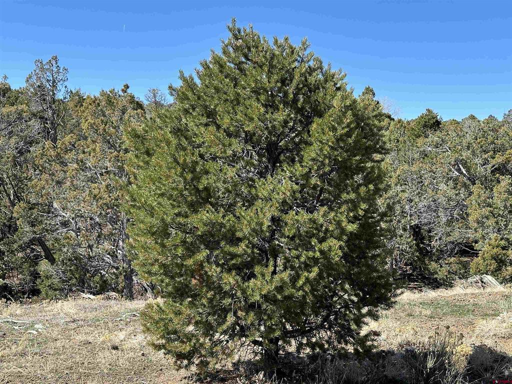 38.06 tbd Black Bear Trail
