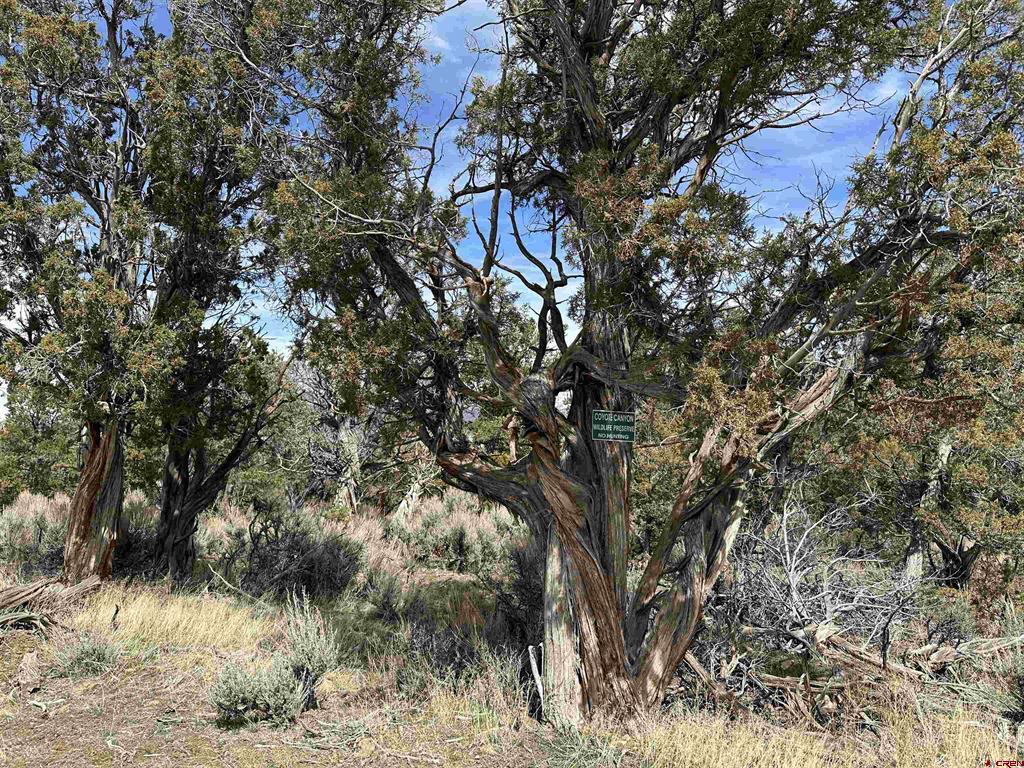 38.06 tbd Black Bear Trail