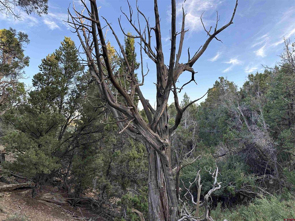 38.06 tbd Black Bear Trail