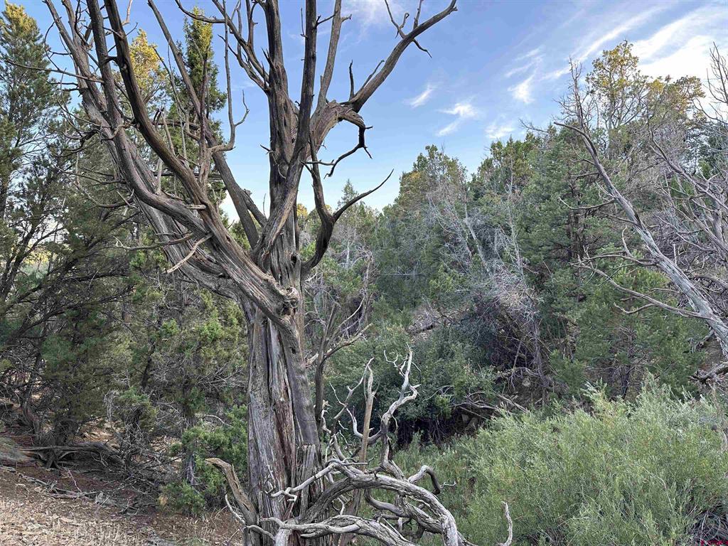 38.06 tbd Black Bear Trail