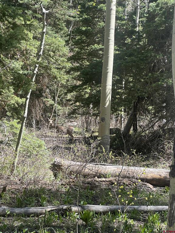 Tbd Forest Service Road 814
