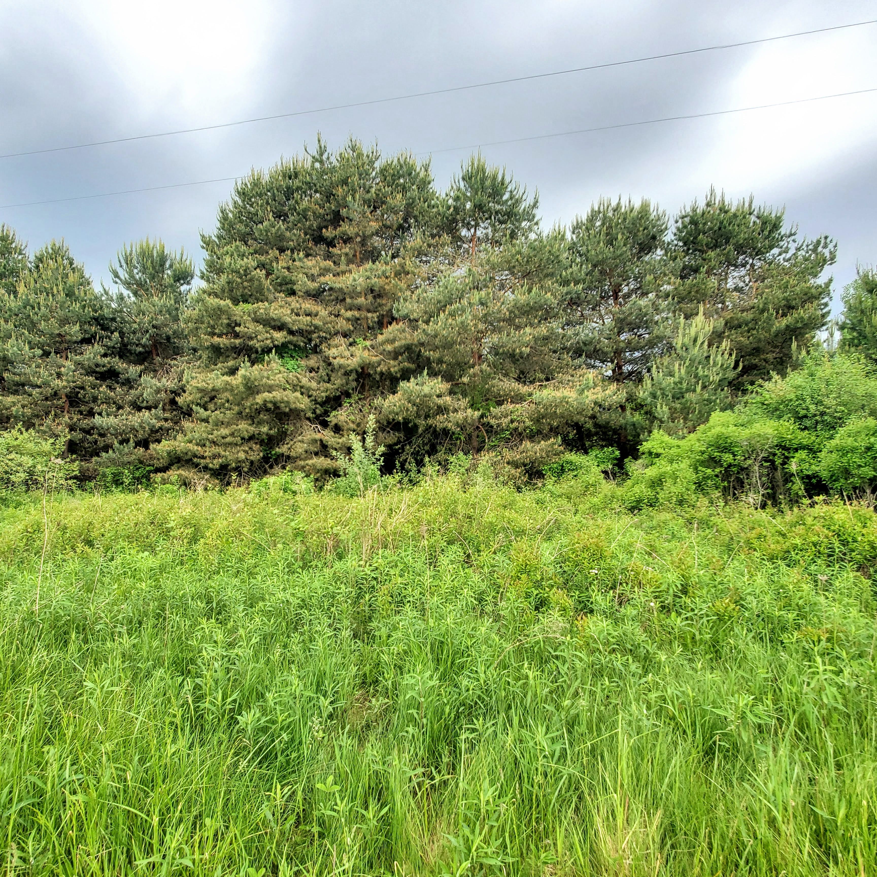 4441 W WILLARD Road