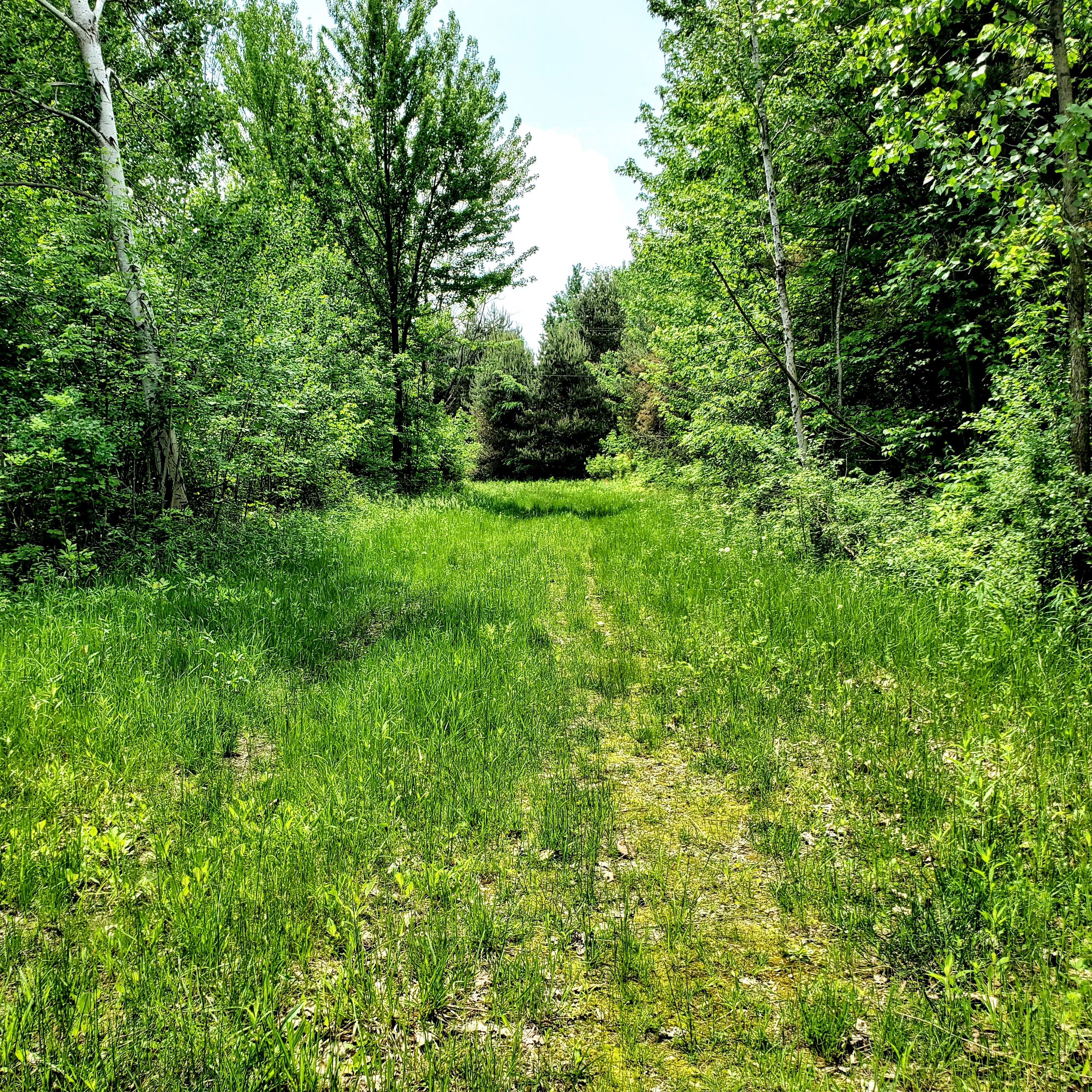 4441 W WILLARD Road