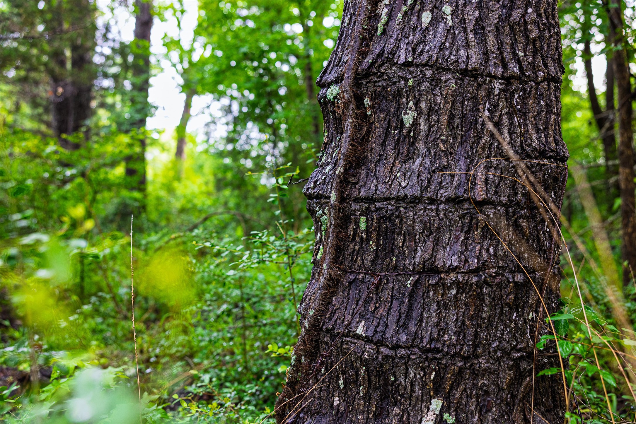 00 Anderson County Road 151