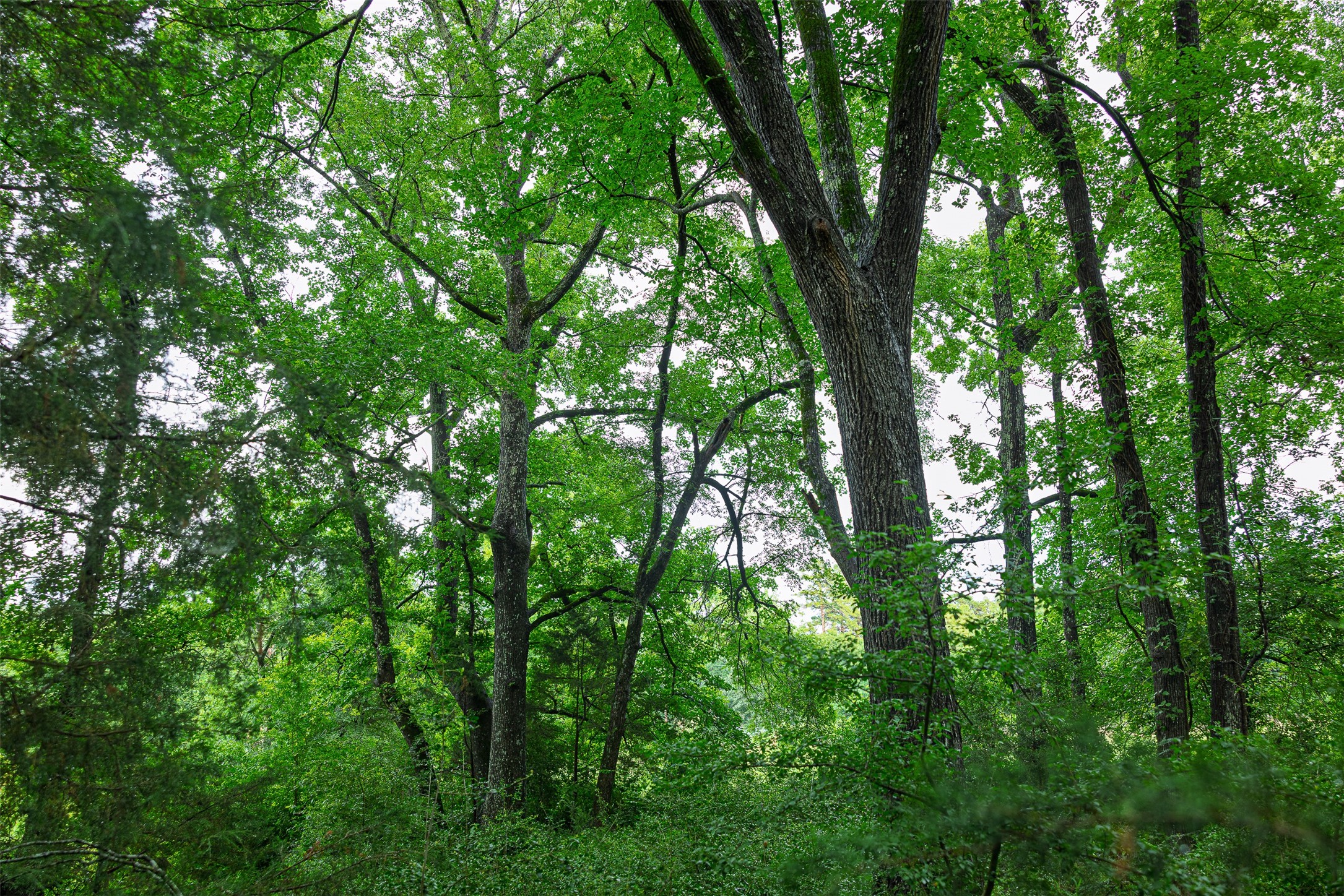 00 Anderson County Road 151