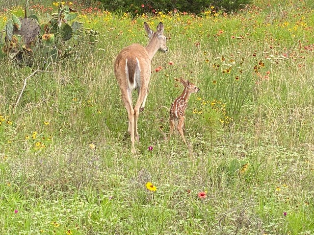 520 Isaacs Mountain Rd