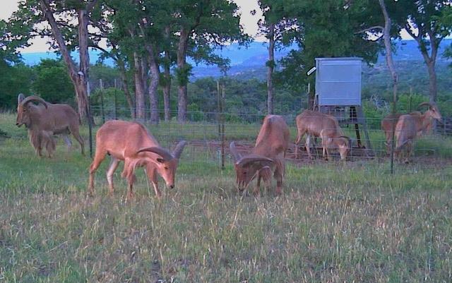 520 Isaacs Mountain Rd