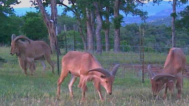 520 Isaacs Mountain Rd