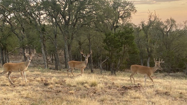 520 Isaacs Mountain Rd