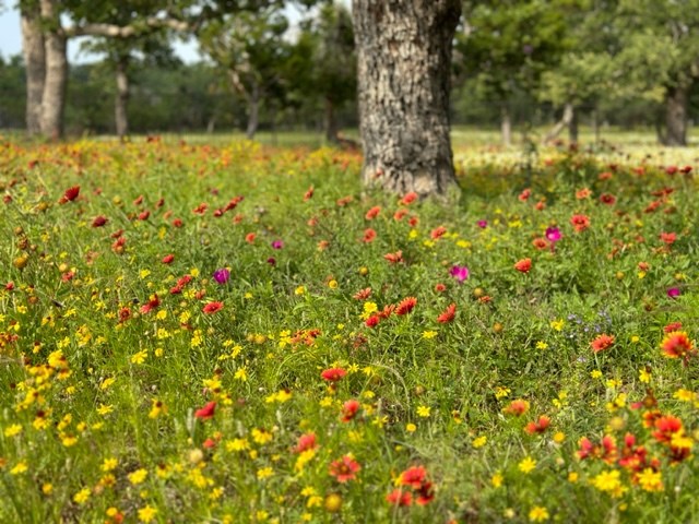 520 Isaacs Mountain Rd