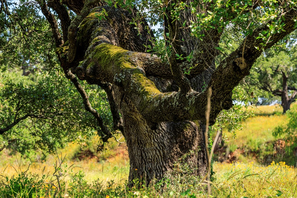 3736-5 County Rd 113