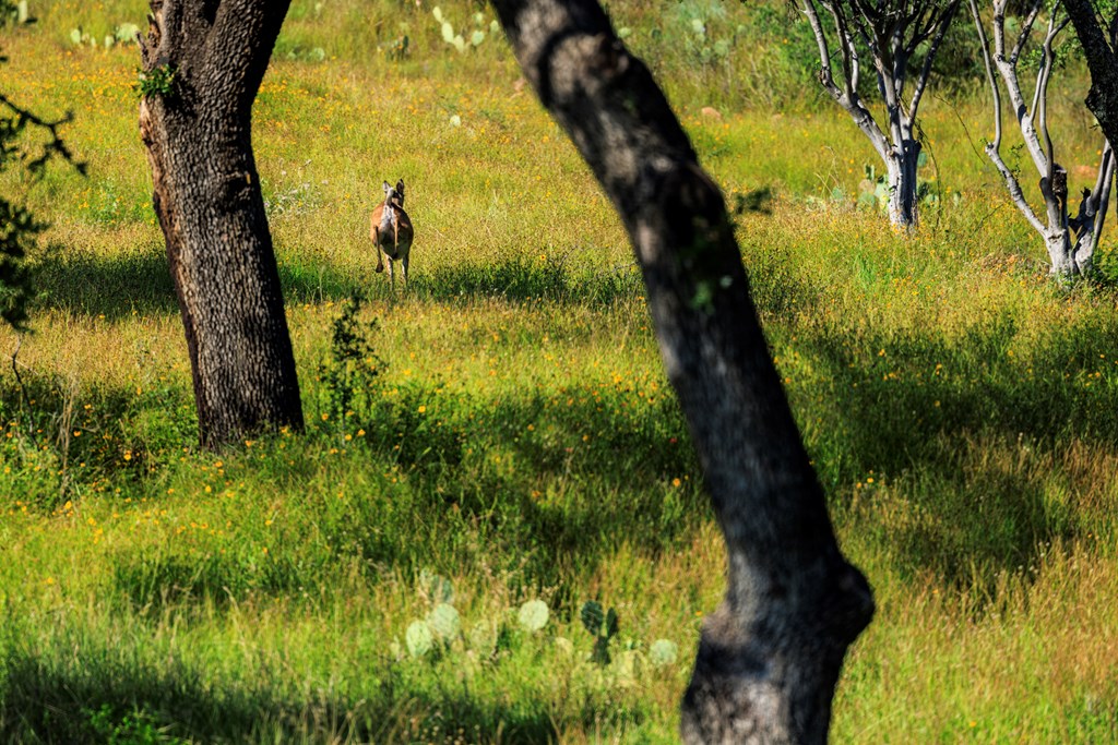 3736-6 County Rd 113