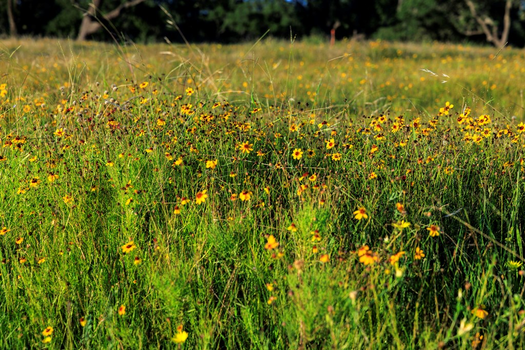 3736-6 County Rd 113