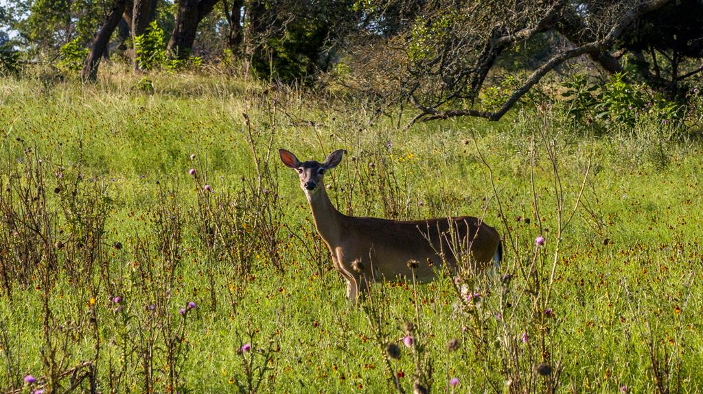 Lot 9 Inspiration Loop
