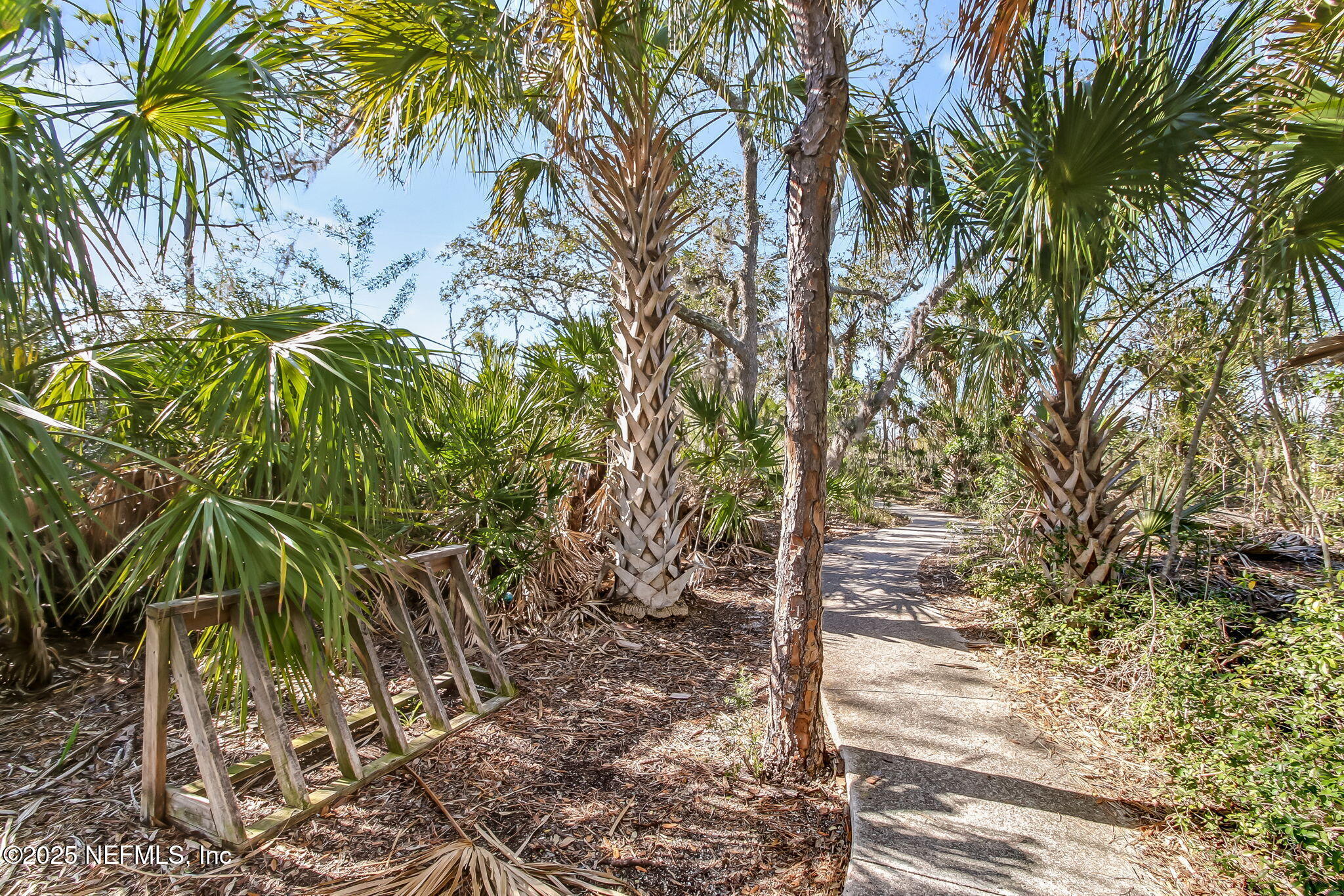 1886 MOURNING DOVE Lane