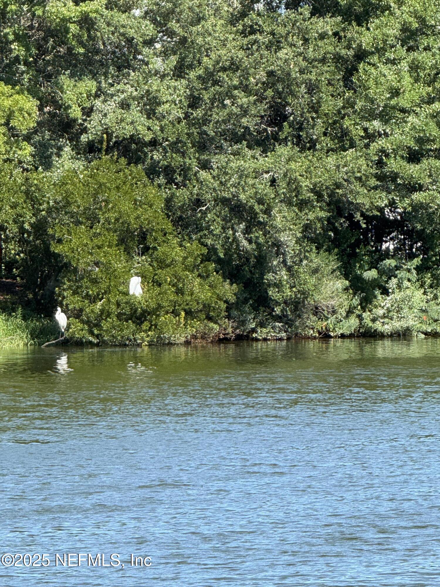 1886 MOURNING DOVE Lane