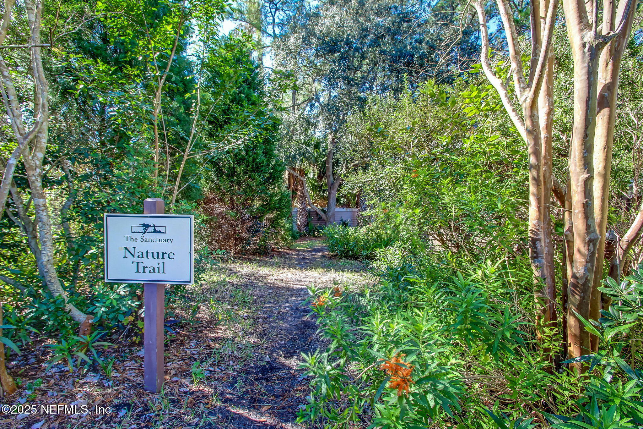 1886 MOURNING DOVE Lane