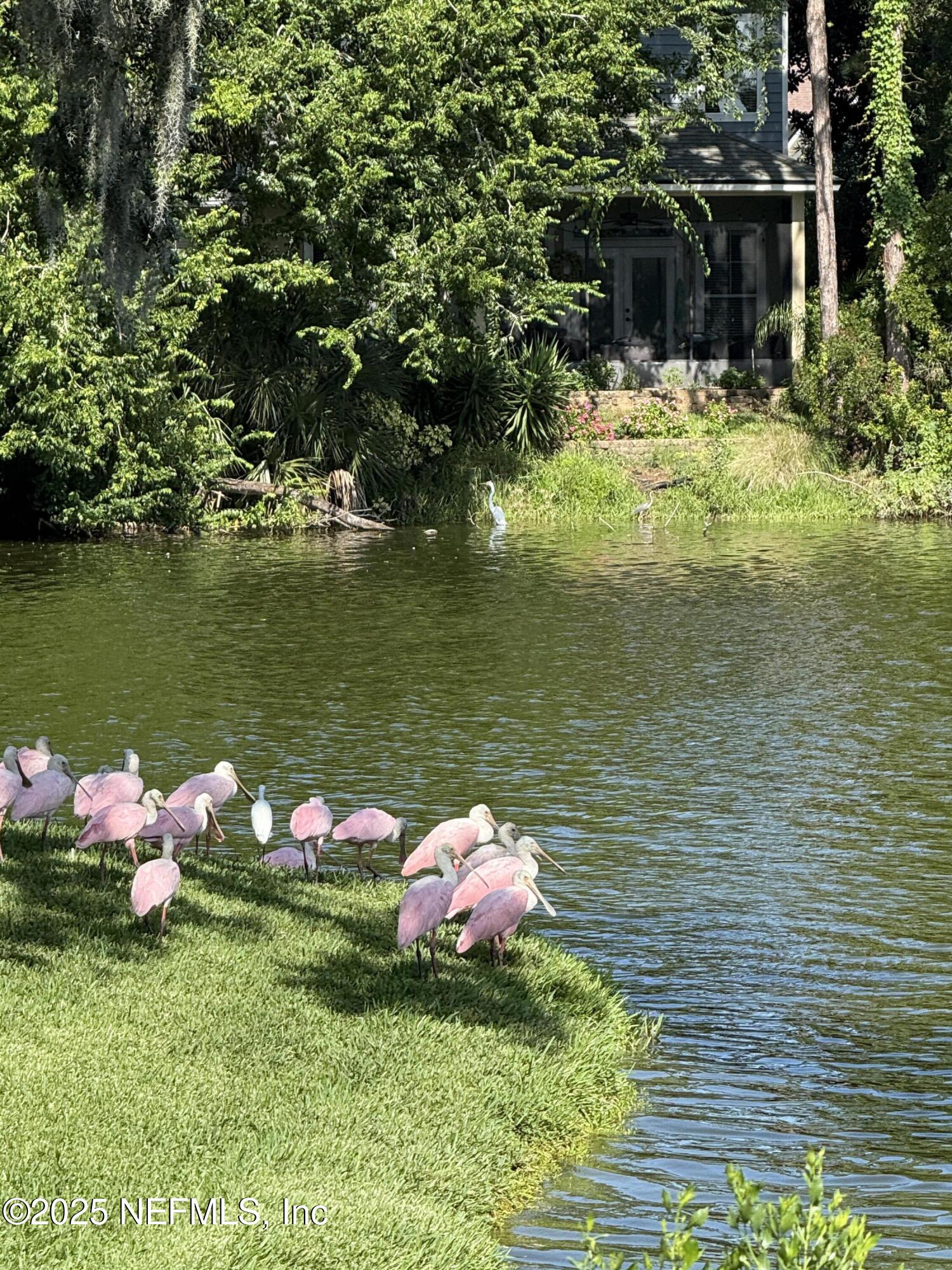 1886 MOURNING DOVE Lane