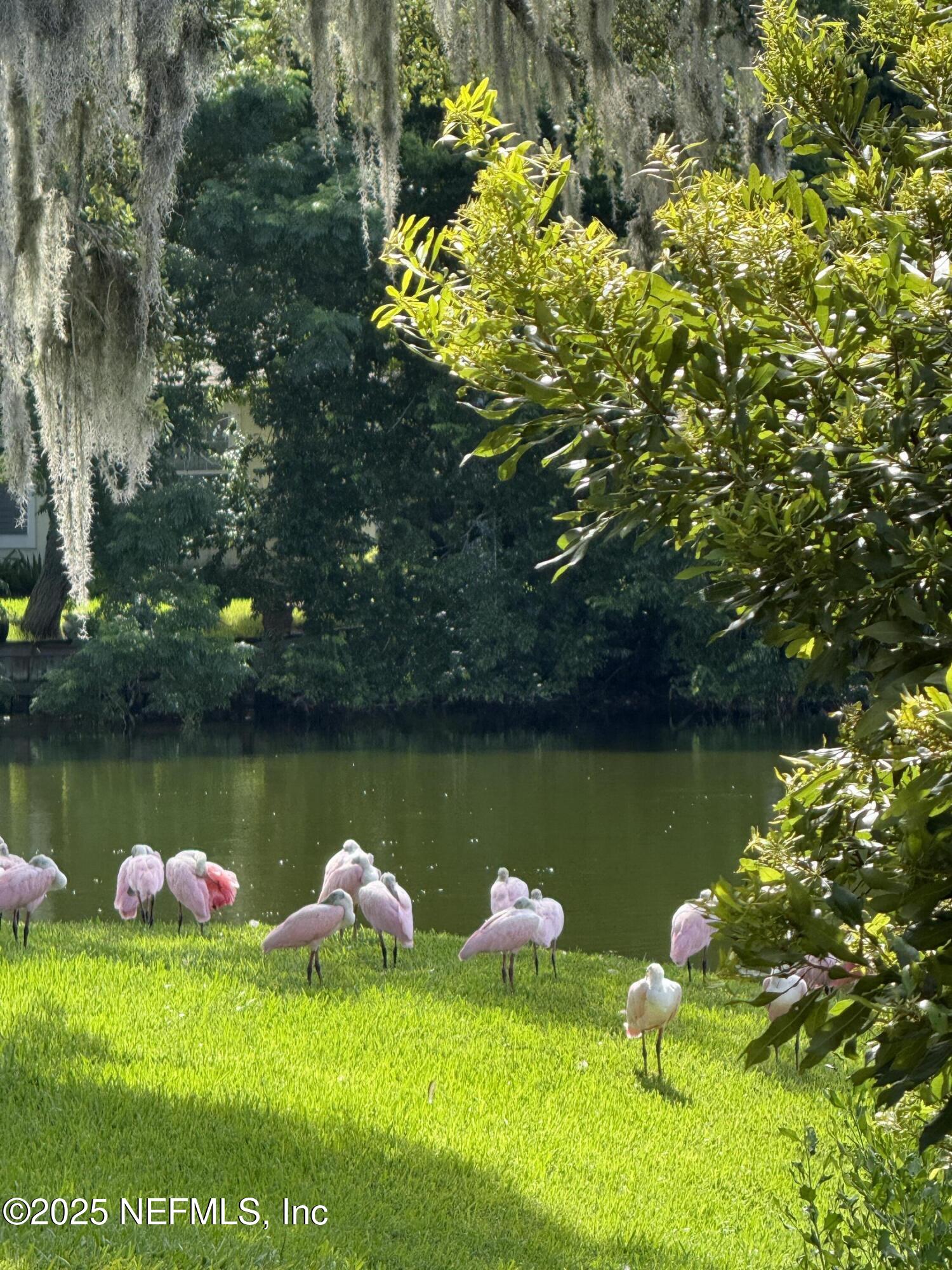 1886 MOURNING DOVE Lane