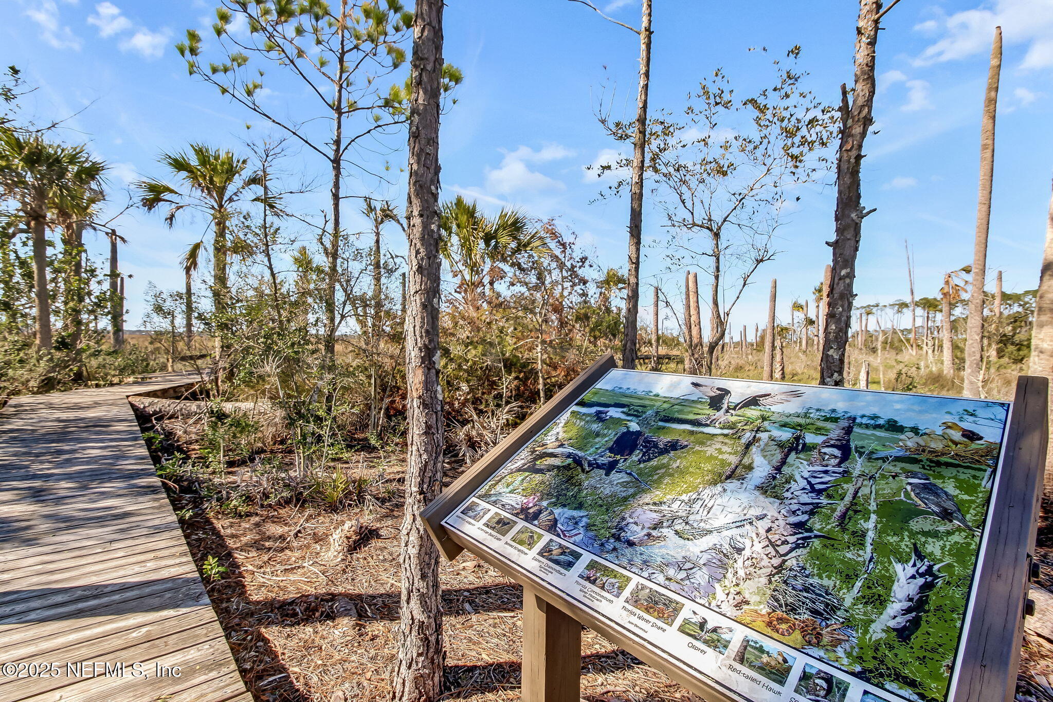 1886 MOURNING DOVE Lane