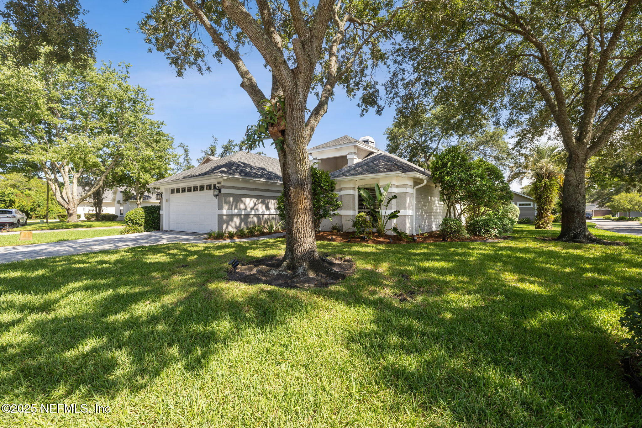1886 MOURNING DOVE Lane