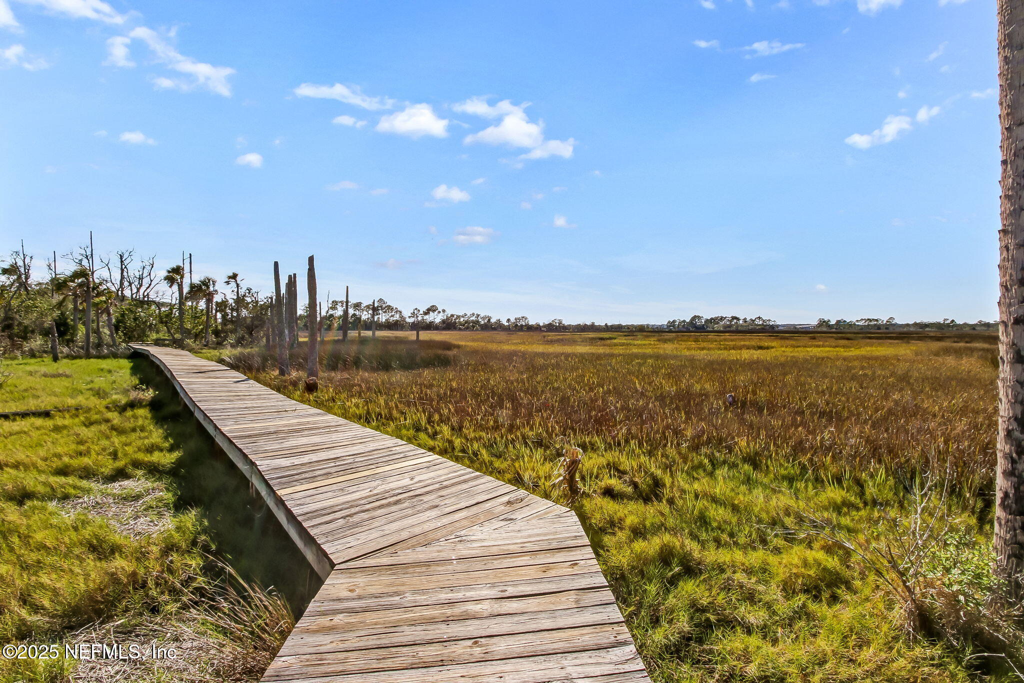 1886 MOURNING DOVE Lane