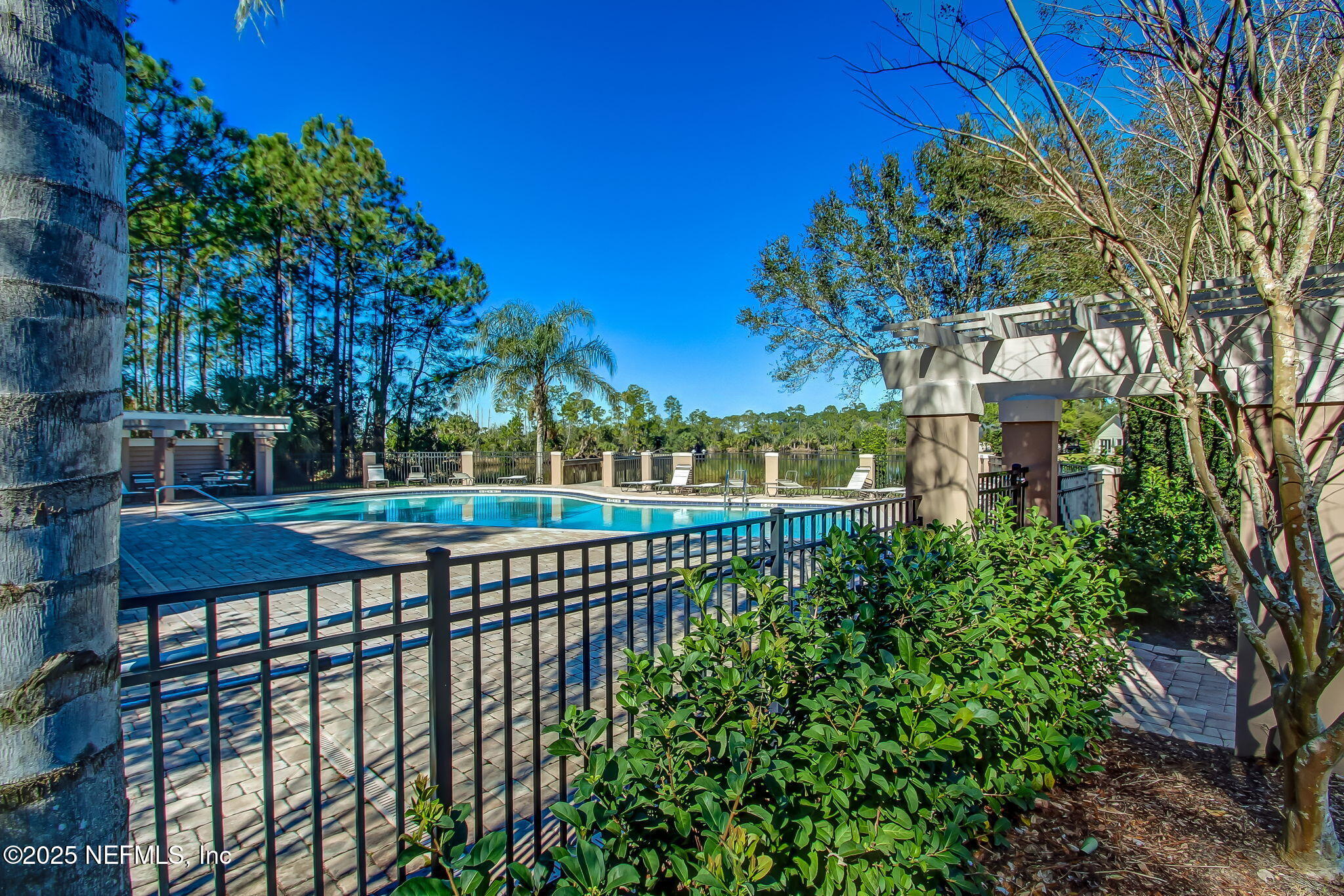 1886 MOURNING DOVE Lane