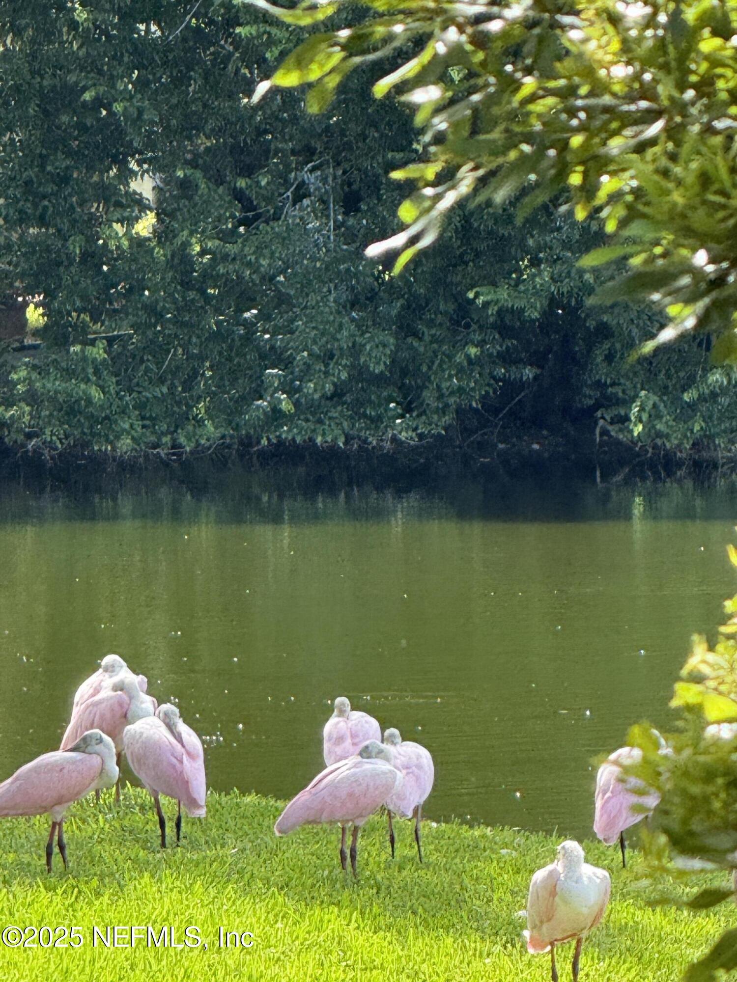 1886 MOURNING DOVE Lane