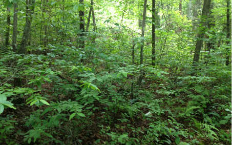 LT 11 Sunny Brook Road