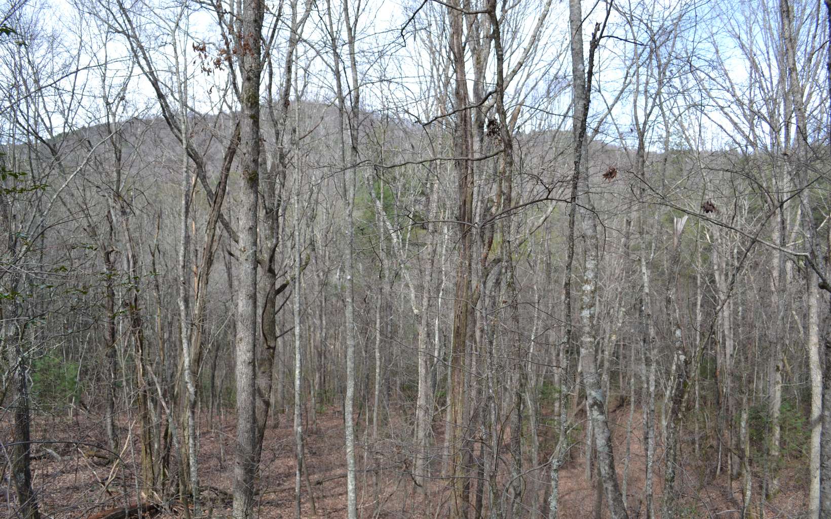 Sassafras Ridge Road